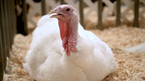White turkey hen sitting on the floor in the barn. In slow motion. Stock Footage 95818341