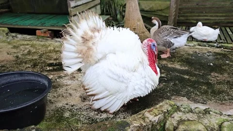 A white turkey, its feathers ruffled, stands amidst a collection of ducks Stock Footage 310422688