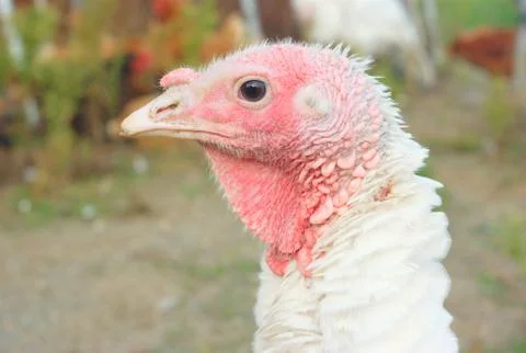 White turkey outside side view portrait Stock Photos
