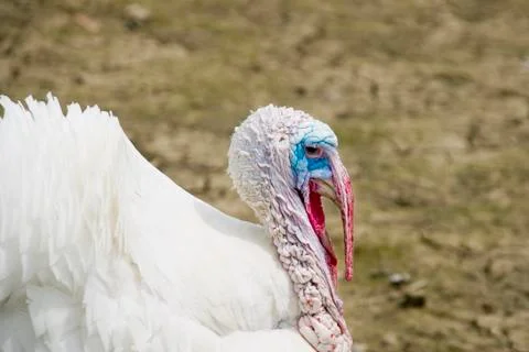 White turkey Stock Photos