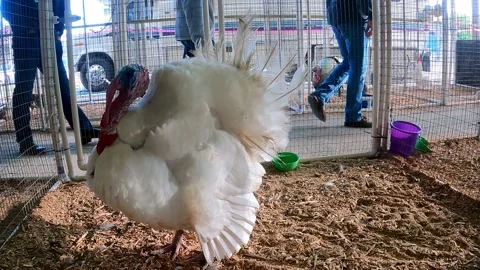 White Turkey Puffed  (no audio) Stock Footage 151662616
