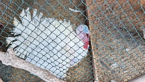 White Turkey Resting Behind Wire Fence in Rustic Farm Enclosure 動画素材 335801707
