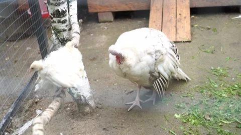 The white turkey teaches small chicks to clean the feathers of the aviary in the Stock Footage 267953820