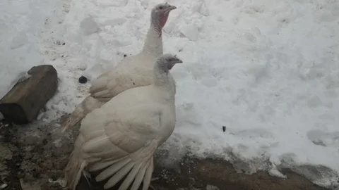 White Turkeys in Bucovina Stock Footage 122155877