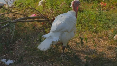 White turkeys go down green grass hot in summer with an open beak Stock Footage 121840874