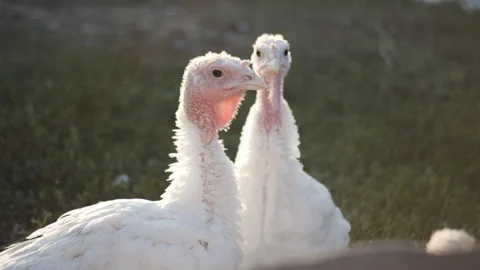 White turkeys walking in the grass at sunset. Stock Footage 116891769
