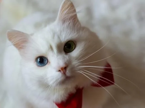 A white Turkish Angora cat with different eyes in a red bow tie. Sitting a white Foto stock