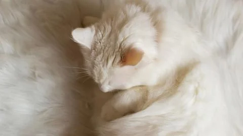 A white Turkish Angora cat with different eyes in a red bow tie. Sitting a white Stock Photos