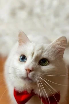 A white Turkish Angora cat with different eyes in a red bow tie. Sitting a white Stock Photos