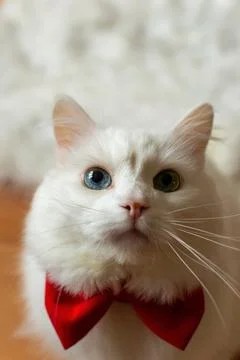 A white Turkish Angora cat with different eyes in a red bow tie. Sitting a white Stock Photos