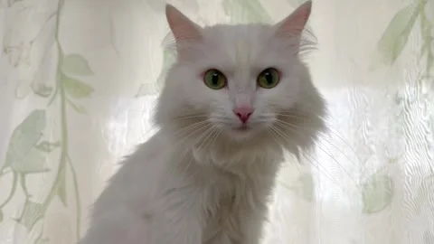 White Turkish Angora cat with green eyes relaxing at home 스톡 동영상 338282969