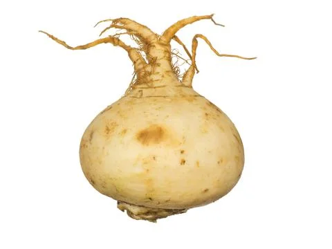 White turnip isolate. Root vegetable on a white background. Useful vegetable. Stock-Fotos