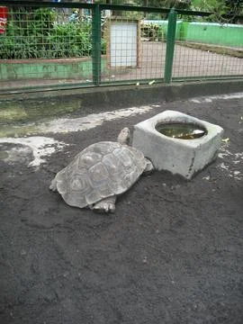 A White Turtle Stock Photos