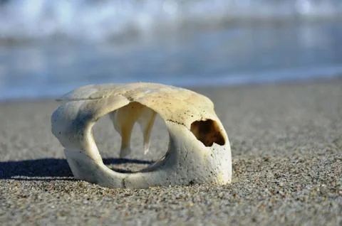 White turtle skull close up, on sand near Aegean sea Stock Photos