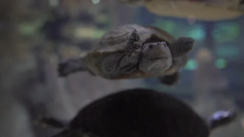 White Turtle Swimming Around Gracefully in A Aquarium Stock Footage 100570861