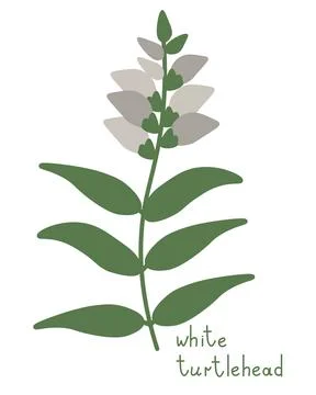 White turtlehead illustration Stock Illustration