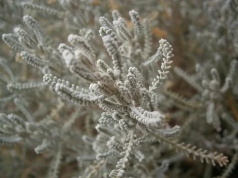 White twigs Foto stock