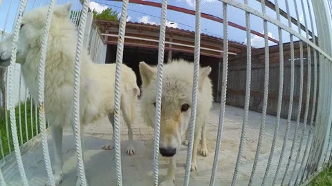 White txt wolves in a cage Stock Footage 201611745