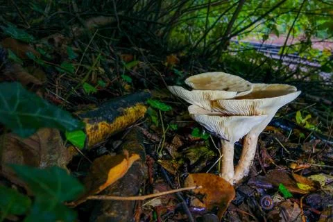White Umbrella Shaped toadstool Stock Photos