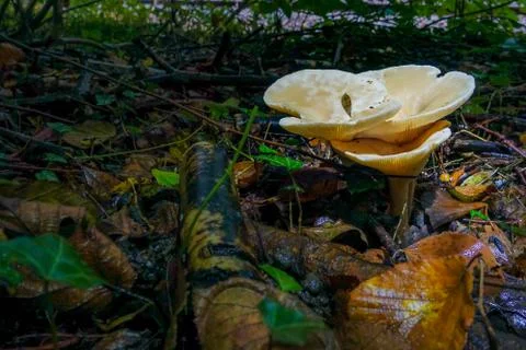 White Umbrella Shaped toadstool Stock Photos