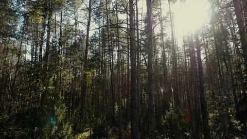 A white uncovered bed is in the middle of a pine forest. Stock Footage 117000186