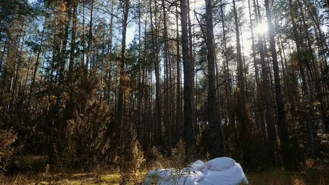 A white uncovered bed with pillows in the middle of a forest. Stock Footage 117725515