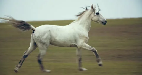 White unicorn is running in the field on the hills, mythological animal, 4k 動画素材 143985196