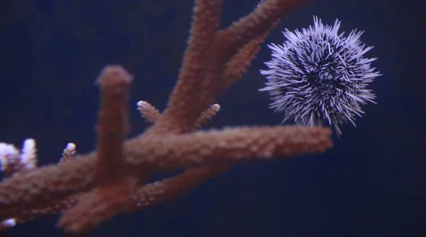 White urchin Stock Footage 5163317