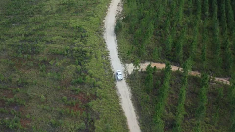 White Ute Traverses Winding Dirt Track Through Young Pine Plantation Stock Footage 310553045