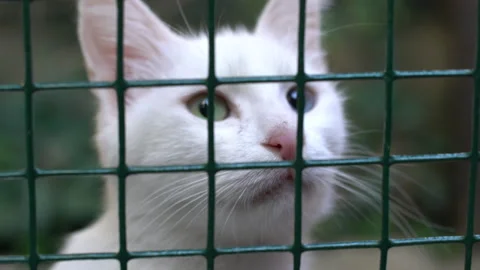 White Van Cat with yellow and blue eyes, 4K, DNxHR 스톡 동영상 151040384