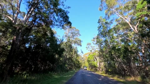 White Van Driving on Rural Road Through Australian Eucalyptus Forest Stock Footage 343371568
