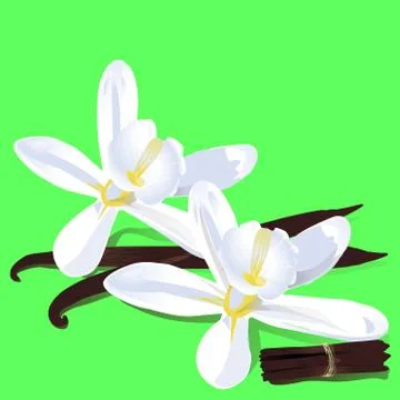 White vanilla flowers. Illustrazione stock