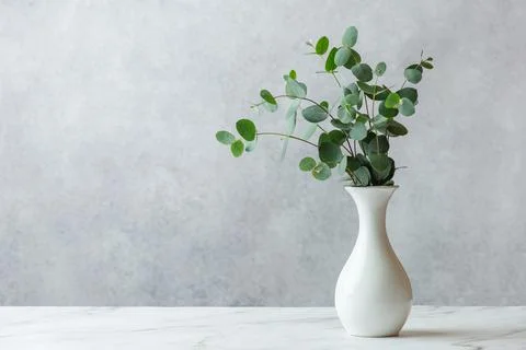 White vase with eucalyptus on a gray background Stock Photos