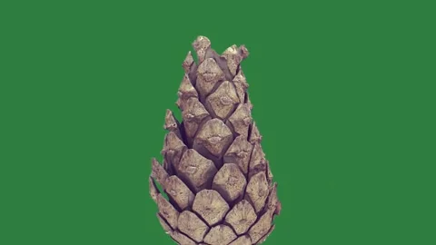 A white vase with green background and pine cone on screen colorful design 스톡 동영상 336189042