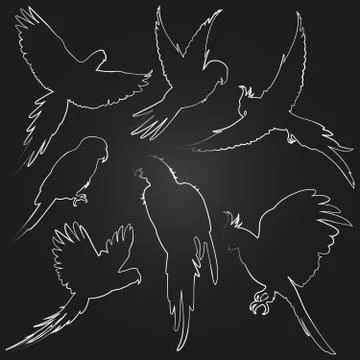 White vector parrots, jungle birds line silhouettes Stockillustratie