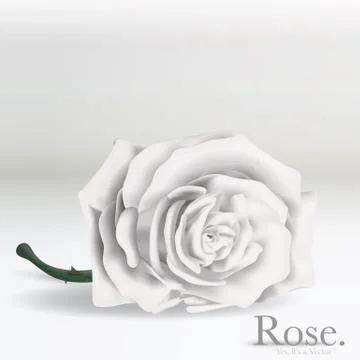 White Vector Rose flower on background Stock Illustration