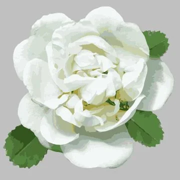 White vector wild rose for design Stock Illustration