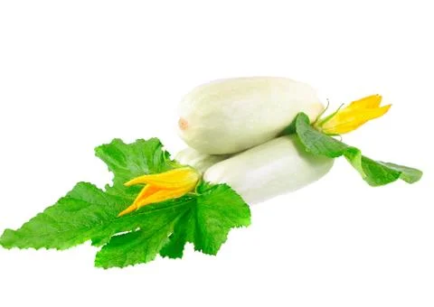 White vegetable marrow on white background. Stock Photos