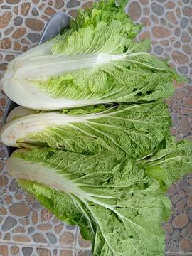 White vegetable 库存照片