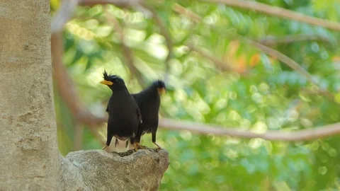 White-vented Myna bird on tree is waiting for feeding young bird. Stock-Footage 107981084