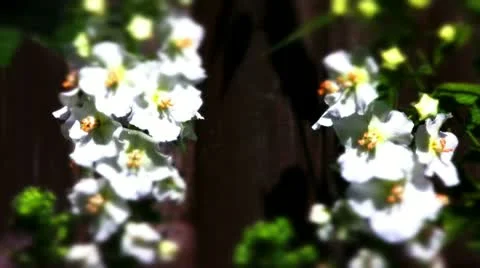 White verbascum flowers Video stock 10823907