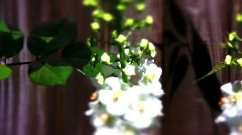 White verbascum flowers Stock Footage 10823909