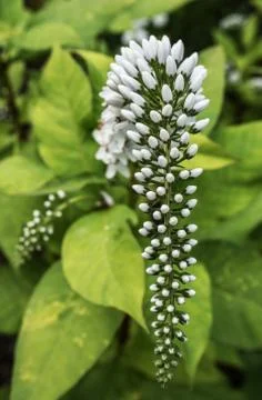 The white Veronica flower Stock Photos