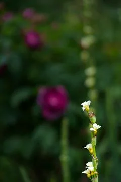 White vervain Stock Photos
