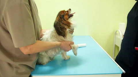 White veterinary assistant restrains small longhaired dog for health check Stock Footage 333989240