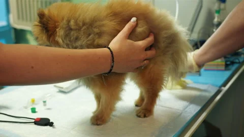 White veterinary nurse palpates small fluffy dog during clinic exam Stock Footage 333988876