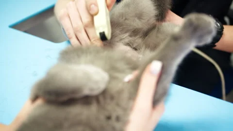 White veterinary technician gently scanning cat belly with probe Vídeos de archivo 333988608