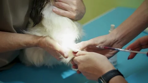 White veterinary technician trims and treats small dogs paw under bright light Stock Footage 333989324