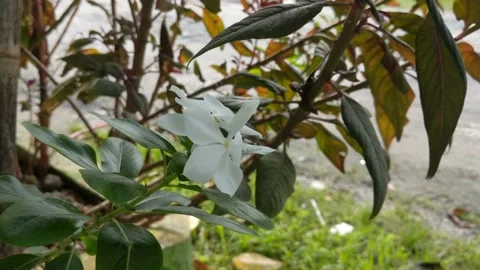 White vinca flowers Stock Footage 237134023