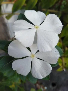White vinca Stock Photos